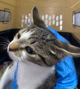 Rescue Domestic Short Hair Cats for Adoption in Conway, South Carolina - Lucius (Barn Cat) | PetCurious