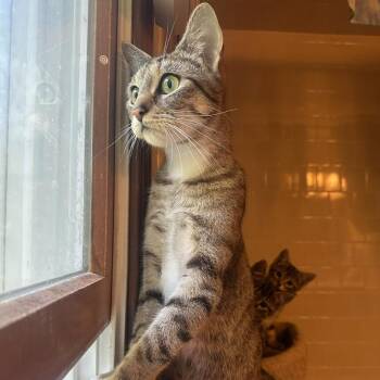 Rescue Domestic Short Hair Cats for Adoption in Warwick, Rhode Island - Sadie | PetCurious