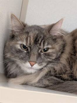 Domestic Medium Hair Cats Available for Adoption - SLENDER | PetCurious