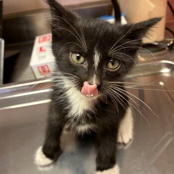 Rescue Domestic Short Hair Cats for Adoption in San Antonio, Texas - Zoloft | PetCurious