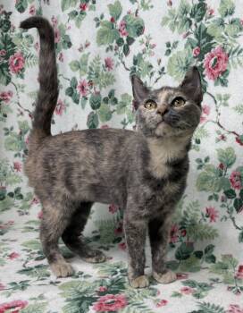 260795  Possum -  Domestic Short Hair Cat for Adoption in Wetumpka, Alabama - 260795  Possum | PetCurious