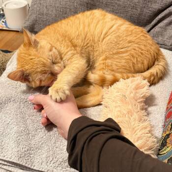 Domestic Short Hair Cats Available for Adoption in Richmond, Virginia - Tucker | PetCurious