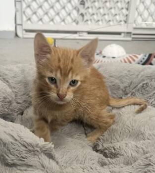 Copper -  Tabby Cat for Adoption in Paulina, Louisiana - Copper | PetCurious