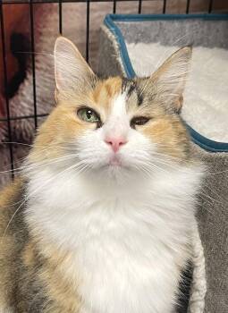 Cali - Riley Fuzzel Petsmart -  Domestic Long Hair Cat for Adoption in Spring, Texas - Cali - Riley Fuzzel Petsmart | PetCurious