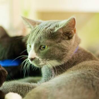 Smokey -  Domestic Short Hair Cat for Adoption in Hot Springs, Arkansas - Smokey | PetCurious