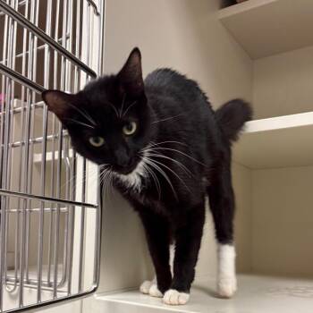 Mor -  Domestic Short Hair Cat for Adoption in Fairport, New York - Mor | PetCurious
