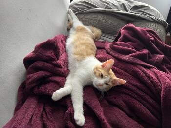 Rescue Domestic Short Hair Cats for Adoption in Richmond, Kentucky - Figgis | PetCurious