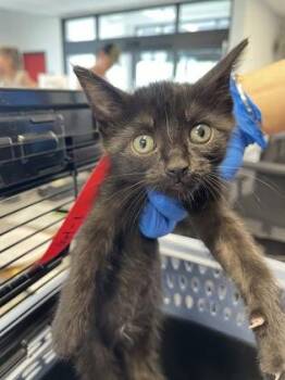 Willie -  Domestic Short Hair Cat for Adoption in West Chester, Pennsylvania - Willie | PetCurious