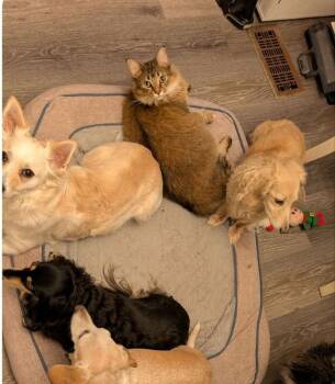 Maine Coon and Domestic Long Hair Cats Available for Adoption - Jack | PetCurious