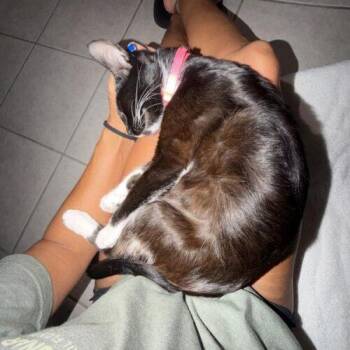 Eva JT -  Domestic Short Hair Cat for Adoption in Tampa, Florida - Eva JT | PetCurious