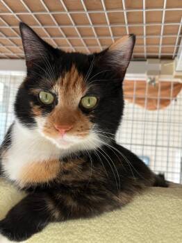 Domestic Short Hair Cats Available for Adoption - Twilight | PetCurious