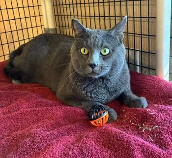 Sammy -  Domestic Short Hair Cat for Adoption in Las Vegas, Nevada - Sammy | PetCurious