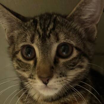 Ruby -  Domestic Short Hair Cat for Adoption in Lakewood, Colorado - Ruby | PetCurious