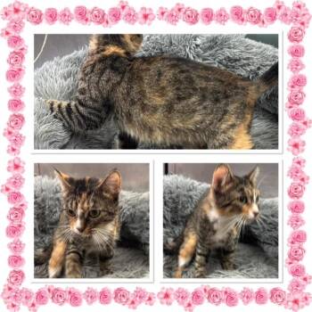 FERN -  Domestic Short Hair Cat for Adoption in Buckhannon, West Virginia - FERN | PetCurious