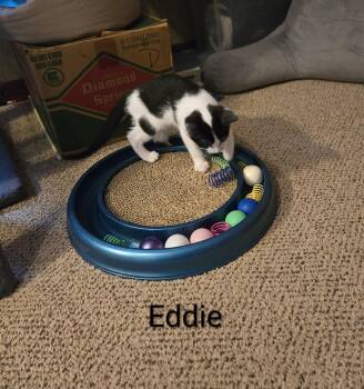 Domestic Short Hair Cats Available for Adoption in Greenville, Delaware - Eddie, Jenkintown PS, (FCID 04/29/2026-119) | PetCurious