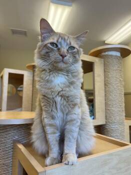 Papaya -  Domestic Long Hair Cat Available for Adoption - Papaya | PetCurious