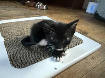 Domestic Short Hair Cats Available for Adoption in Bethel Park, Pennsylvania - Eclair | PetCurious