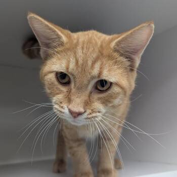 Cheese Puff -  Domestic Short Hair Cat for Adoption in Jeffersonville, Indiana - Cheese Puff | PetCurious