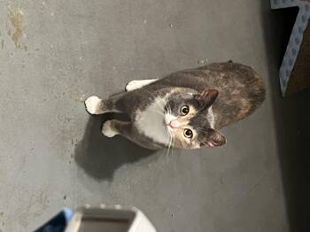 Rescue Dilute Tortoiseshell Cats for Adoption - Gigi | PetCurious