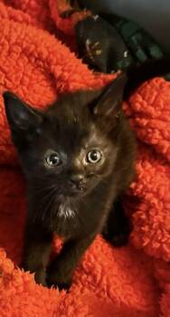 Olive FKA Kitten 1 -  Domestic Short Hair Cat for Adoption in West Chester, Pennsylvania - Olive FKA Kitten 1 | PetCurious