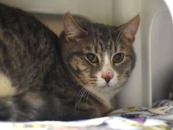 Domestic Short Hair Cats Available for Adoption - Dante | PetCurious