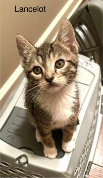 Tabby and Domestic Short Hair Cats Available for Adoption - Lancelot | PetCurious