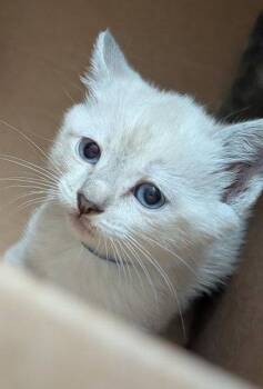 Siamese Cats Available for Adoption in San Jose, California - Grace | PetCurious