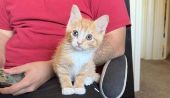 Rescue Domestic Short Hair Cats for Adoption in Colorado Springs, Colorado - WEENIE HUT JR | PetCurious