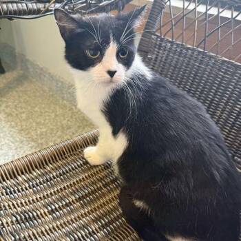 Domestic Short Hair Cats Available for Adoption in Jackson, Michigan - Sugar | PetCurious