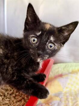 Domestic Short Hair Cats Available for Adoption in San Antonio, Texas - SOPHIA | PetCurious