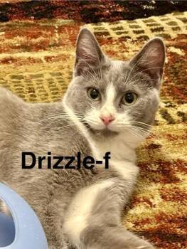 Domestic Short Hair Cats Available for Adoption in Wadsworth, Ohio - Drizzle | PetCurious