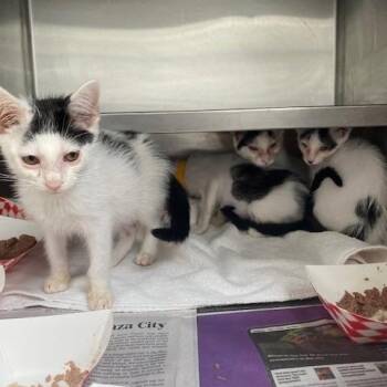 Minnie Moo -  Domestic Short Hair Cat for Adoption in Hawthorne, California - Minnie Moo | PetCurious