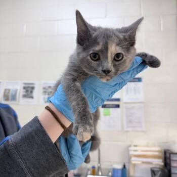 Domestic Short Hair Cats Available for Adoption in New Fairfield, Connecticut - Feta | PetCurious