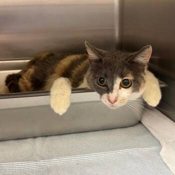 "Briar" -  Domestic Short Hair Cat for Adoption in Salt Lake City, Utah - "Briar" | PetCurious