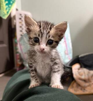 Domestic Short Hair Cats Available for Adoption in Gainesville, Florida - Kiara | PetCurious