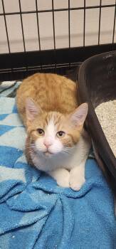 Rescue Domestic Short Hair Cats for Adoption in Austintown, Ohio - Robbin | PetCurious