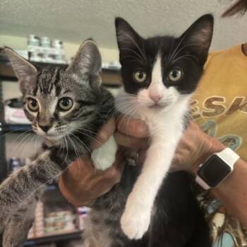 Maggie and Beethoven -  Domestic Short Hair Cat for Adoption in Hutchinson, Minnesota - Maggie And Beethoven | PetCurious