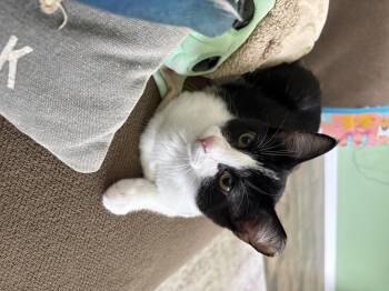 Rudder -  Domestic Short Hair Cat for Adoption in Moncks Corner, South Carolina - Rudder | PetCurious