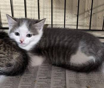 Cameron -  Domestic Short Hair Cat for Adoption in Apollo, Pennsylvania - Cameron | PetCurious