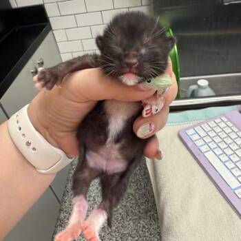 Julietta -  Domestic Short Hair Cat for Adoption - Julietta | PetCurious