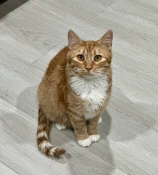 Rescue Domestic Short Hair Cats for Adoption in Edmond, Oklahoma - Caroline | PetCurious