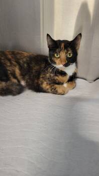 Rosie -  Tortoiseshell Cat for Adoption in Metter, Georgia - Rosie | PetCurious