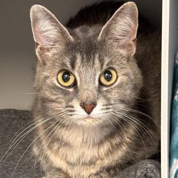 Baby Girl -  Domestic Short Hair and Tiger Cat for Adoption in Batavia, New York - Baby Girl | PetCurious