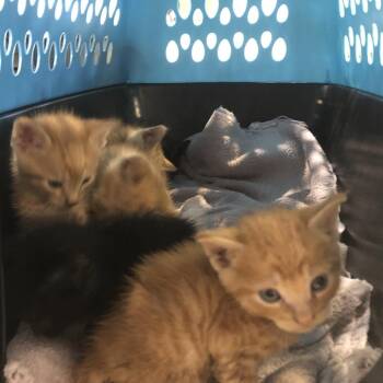 Astro -  Domestic Short Hair Cat for Adoption in Brentwood, Missouri - Astro | PetCurious
