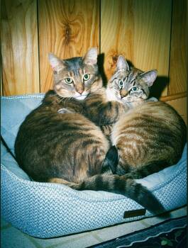 Larry Gene and Irma -  Domestic Short Hair Cat Available for Adoption in Seattle, Washington - Larry Gene And Irma | PetCurious