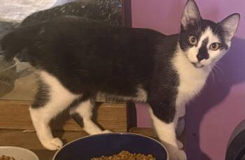Delilah **CL** -  Domestic Short Hair Cat for Adoption in Kansas City, Missouri - Delilah **CL** | PetCurious