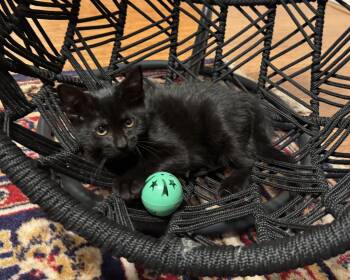 Luna -  Domestic Short Hair Cat for Adoption in East Northport, New York - Luna | PetCurious