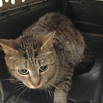 Domestic Short Hair Cats Available for Adoption in Lynchburg, Virginia - Sansa | PetCurious