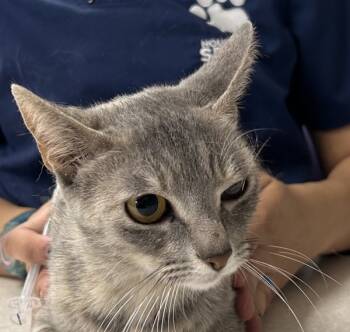 Rescue Domestic Short Hair Cats for Adoption in Houston, Texas - Millie | PetCurious