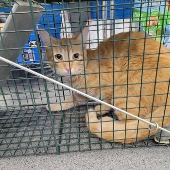 Little Pudd -  Domestic Short Hair Cat for Adoption in Montgomery, Alabama - Little Pudd | PetCurious
